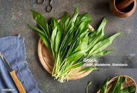 Attēlu rezultāti vaicājumam “Allium ursinum leaf”