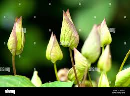Attēlu rezultāti vaicājumam “Calystegia sepium flower”