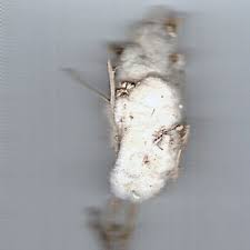 Attēlu rezultāti vaicājumam “Rabdophaga heterobia”