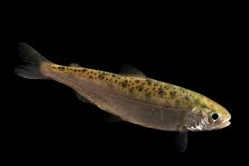 Image result for Oncorhynchus tshawytscha