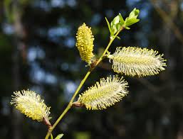 Attēlu rezultāti vaicājumam “Salix myrsinifolia male flower”