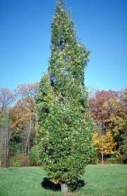 Attēlu rezultāti vaicājumam “Quercus robur Fastigiata”