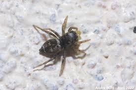 Attēlu rezultāti vaicājumam “Heliophanus sp.”