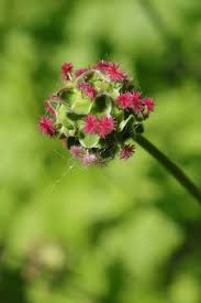 Attēlu rezultāti vaicājumam “Poterium sanguisorba flower”