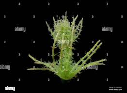 Attēlu rezultāti vaicājumam “Chara hispida”