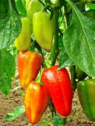 Image result for Paprika