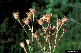 Attēlu rezultāti vaicājumam “Centaurea stoebe fruit”