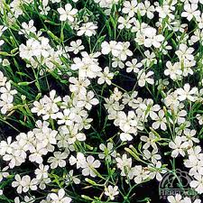 Attēlu rezultāti vaicājumam “Dianthus deltoides flower”