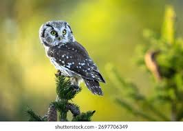 Attēlu rezultāti vaicājumam “Aegolius funereus”