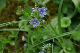 Image result for Veronica chamaedrys