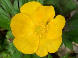 Attēlu rezultāti vaicājumam “Ranunculus acris flower”