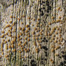Attēlu rezultāti vaicājumam “Lecanora chlarotera”