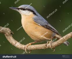 Attēlu rezultāti vaicājumam “Sitta europaea male”