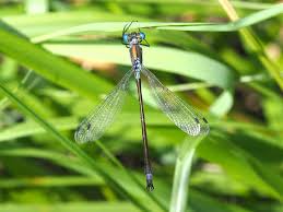 Attēlu rezultāti vaicājumam “Lestes dryas male”