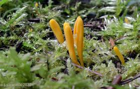 Attēlu rezultāti vaicājumam “Clavulinopsis helvola”