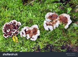 Attēlu rezultāti vaicājumam “Phellodon tomentosus”