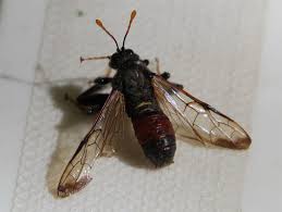 Attēlu rezultāti vaicājumam “Cimbex femoratus”