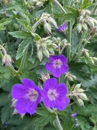 Attēlu rezultāti vaicājumam “Geranium sylvaticum flower”
