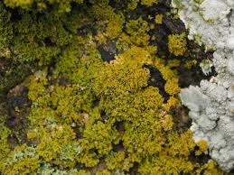 Attēlu rezultāti vaicājumam “Xanthoria candelaria”