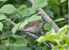 Attēlu rezultāti vaicājumam “Sylvia borin nest”