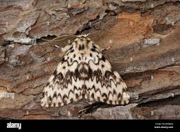 Attēlu rezultāti vaicājumam “Lymantria monacha imago”