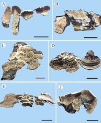 Attēlu rezultāti vaicājumam “Antrodia macra”