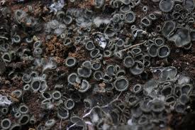 Attēlu rezultāti vaicājumam “Mollisia amenticola”