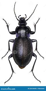 Attēlu rezultāti vaicājumam “Carabus nemoralis”