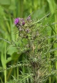 Attēlu rezultāti vaicājumam “Cirsium palustre flower”