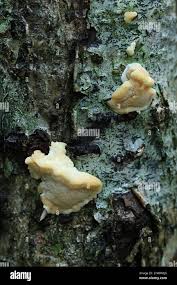 Attēlu rezultāti vaicājumam “Antrodiella serpula”