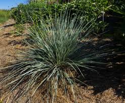 Attēlu rezultāti vaicājumam “Helictotrichon pratense”