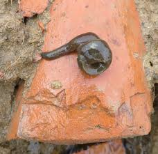 Attēlu rezultāti vaicājumam “Haemopis sanguisuga”