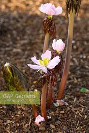Attēlu rezultāti vaicājumam “Podophyllum hexandrum flower”