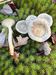 Attēlu rezultāti vaicājumam “Cantharellula umbonata”