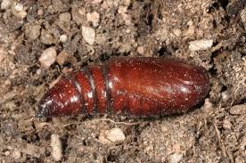 Attēlu rezultāti vaicājumam “Panolis flammea”