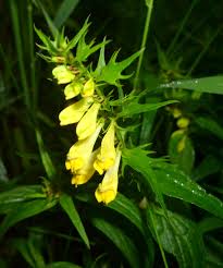 Attēlu rezultāti vaicājumam “Melampyrum pratense leaf”