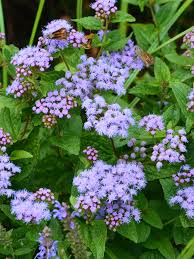 Image result for Ageratum houstonianum