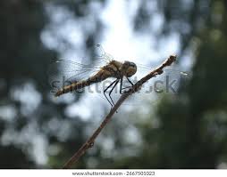 Attēlu rezultāti vaicājumam “Sympetrum danae”