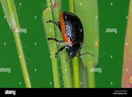 Attēlu rezultāti vaicājumam “Chrysolina sanguinolenta”