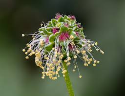 Attēlu rezultāti vaicājumam “Sanguisorba officinalis flower”