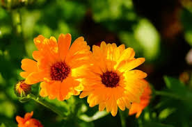 Attēlu rezultāti vaicājumam “Calendula officinalis flower”