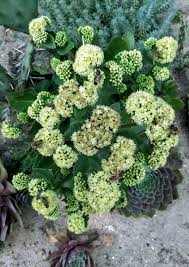 Attēlu rezultāti vaicājumam “Hylotelephium maximum flower”