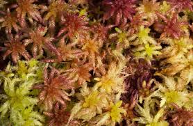 Attēlu rezultāti vaicājumam “Sphagnum”