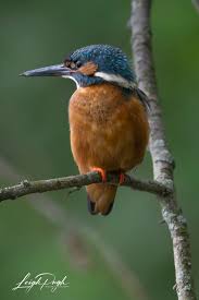 Attēlu rezultāti vaicājumam “Alcedo atthis”