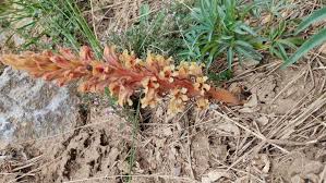 Attēlu rezultāti vaicājumam “Orobanche reticulata flower”