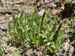 Attēlu rezultāti vaicājumam “Myosurus minimus flower”