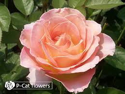 「花薔薇エルフ」の画像検索結果