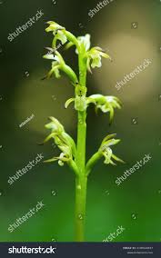 Attēlu rezultāti vaicājumam “Corallorhiza trifida fruit”