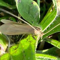 Attēlu rezultāti vaicājumam “Oecetis ochracea”