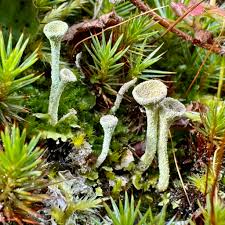 Attēlu rezultāti vaicājumam “Cladonia deformis”